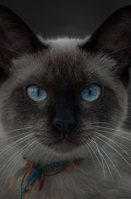 Free A Siamese Cat With Blue Eyes Stock Photo