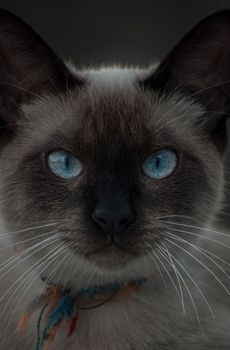 暹罗猫的特写镜头，以醒目的蓝眼睛和胡须，展现了猫科动物的美丽