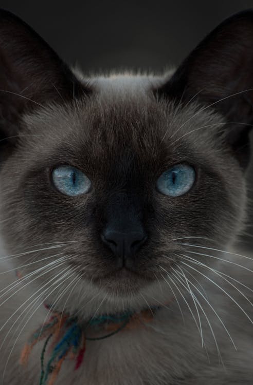 A Siamese Cat With Blue Eyes
