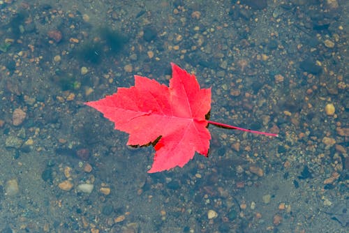 Photos gratuites de automne, coloré, érable