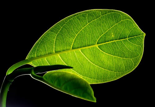 Groene Platte Langwerpige Bladplant Op Close Up Fotografie
