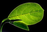 黑色背景上的绿叶宏观照片显示出复杂的叶脉纹理