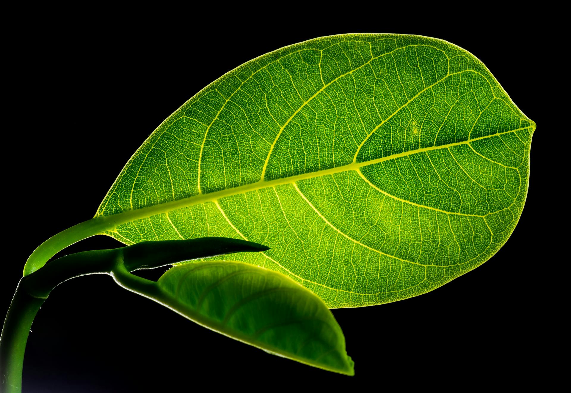 Macro photograph of a green leaf showing intricate vein patterns against a black background.