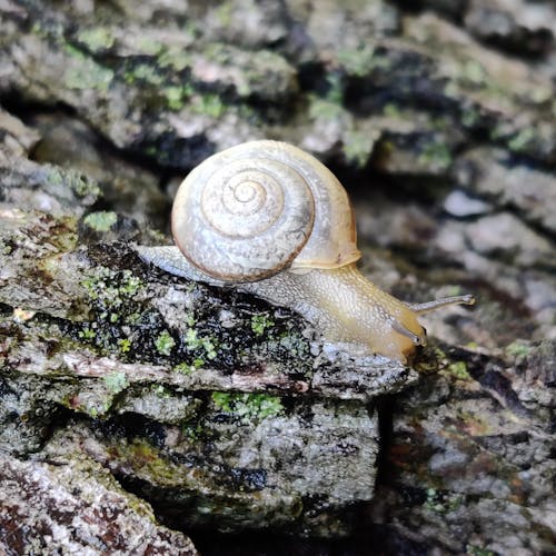 Kostenloses Stock Foto zu braun, makro, natur