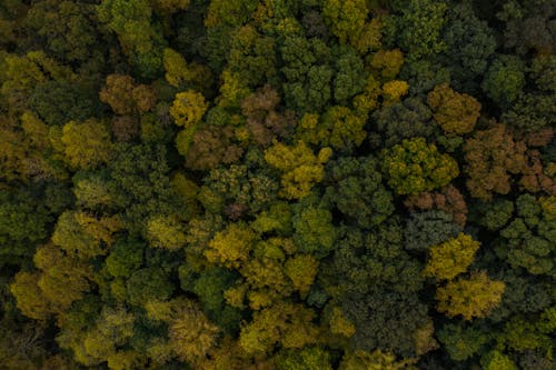 Fotos de stock gratuitas de arboles, bosque, denso