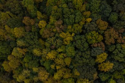 Aerial view of a forest canopy by Mason Conrad on Pexels