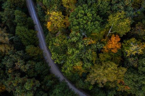 Drone Shot of a Road Going Through a Forest 