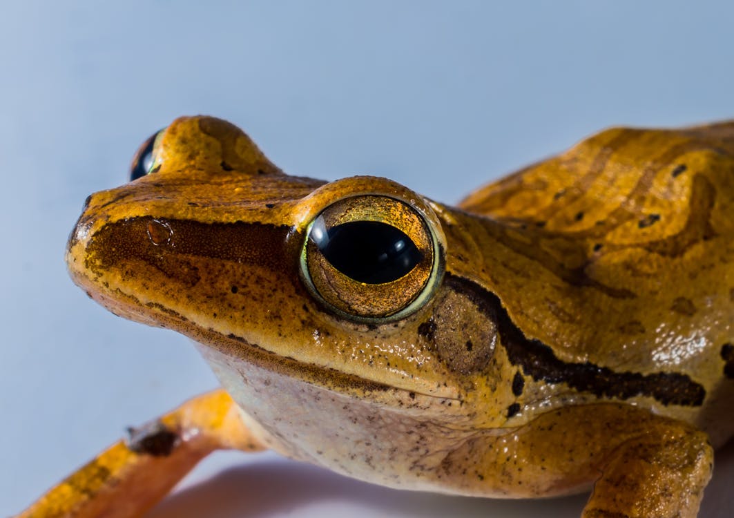 Gratuit Imagine de stoc gratuită din a închide, amfibian, animal Fotografie de stoc