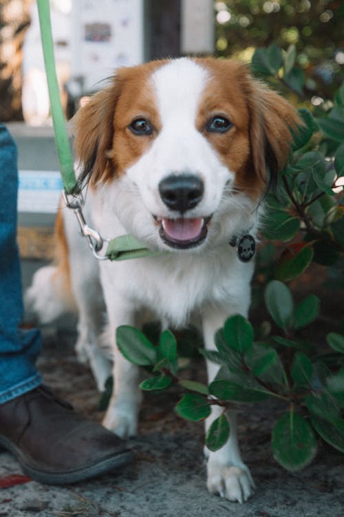 Gratis stockfoto met been, huisdier, huishond