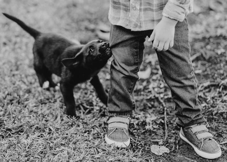 Puppy Dog Biting Kids Pants