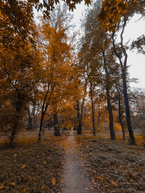 Fotos de stock gratuitas de arboles, caer, camino