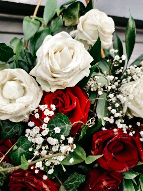 White and Red Roses 