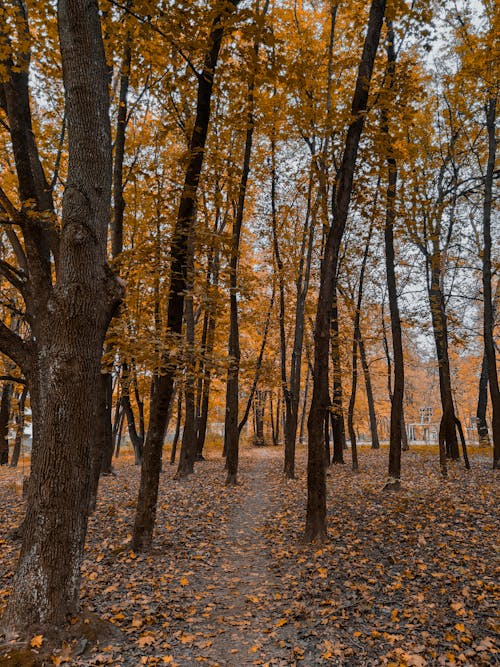 Kostenloses Stock Foto zu bäume, herbst, pfad