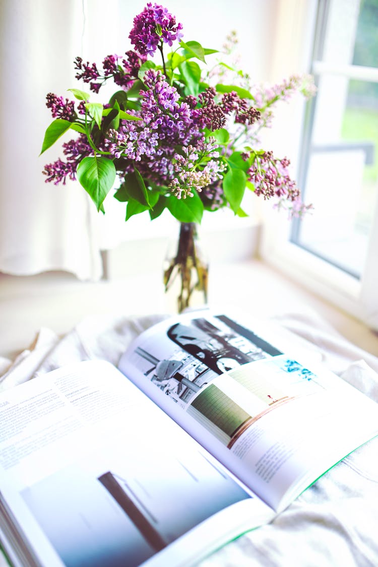 Sambucus / Elder / Elderberry