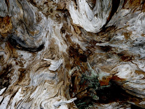 Close-up Texture of Driftwood