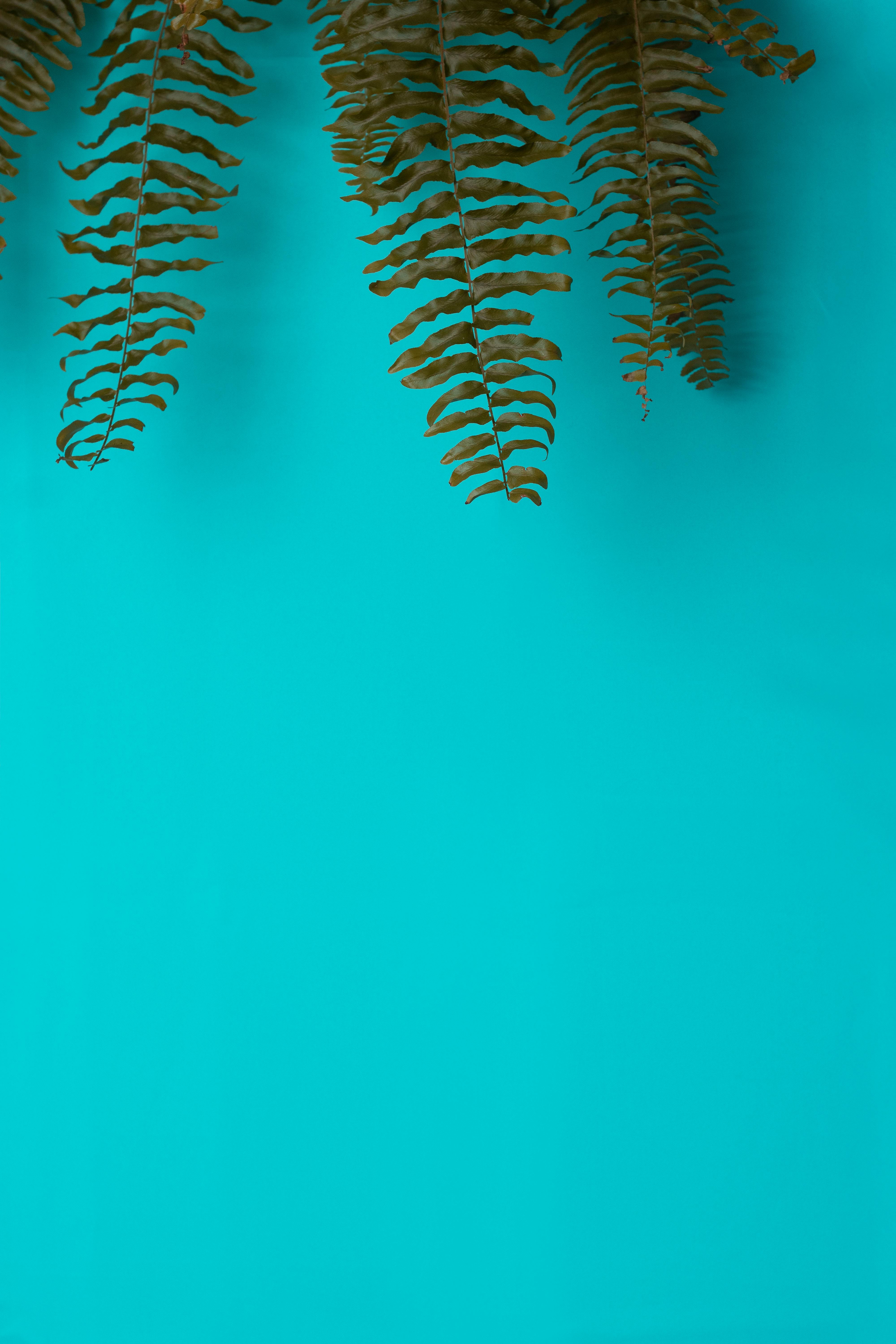 Brown fern leaves hanging over a bright turquoise background with ample copy space.
