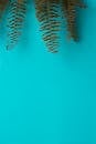 Fern Leaves against a Blue Background