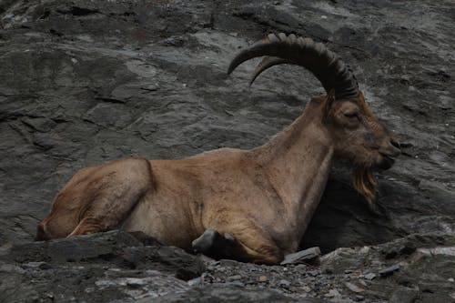 Gratis stockfoto met alpine steenbok, beest, bergen