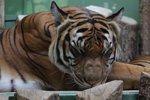 Gratis stockfoto met beest, detailopname, dieren in het wild