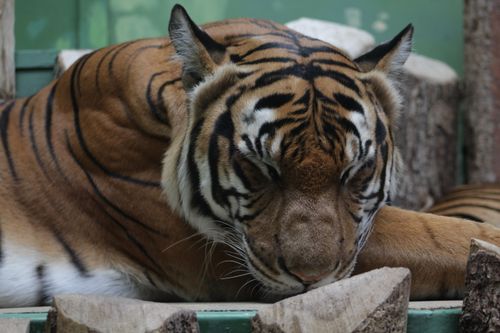 Free Close-up of a tranquil tiger sleeping with eyes closed, showcasing its majestic stripes and peacefulness. Stock Photo