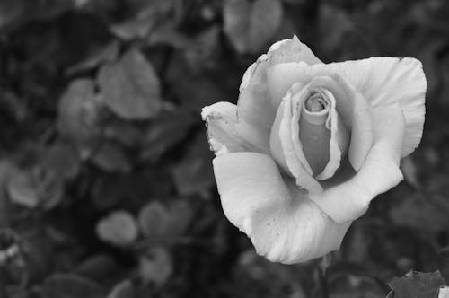 Graustufenfotografie Der Rosenblume