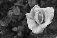 这张优雅的黑白照片上露珠点缀，凸显了花瓣的精致