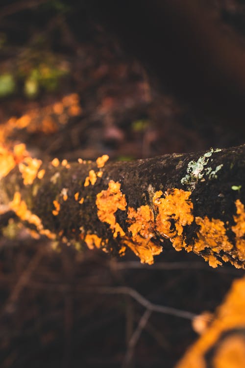 나무, 나무 질감, 노란 오렌지의 무료 스톡 사진