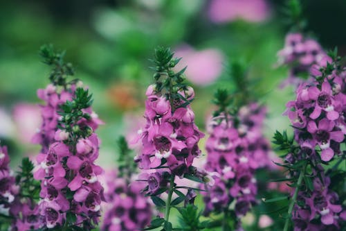 꽃, 버드나무 잎 안젤로니아, 보라색의 무료 스톡 사진