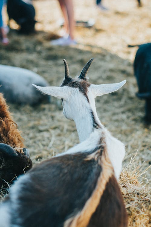 White and Brown Goat Lying on Brown Grass