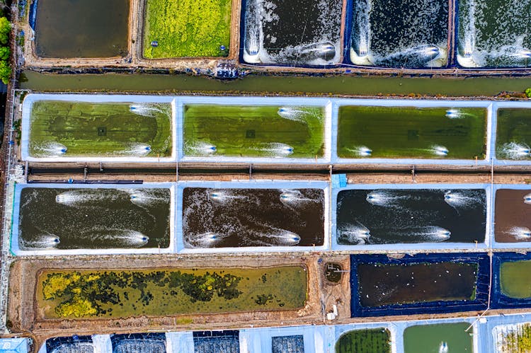 Artificial Ponds With Fish On Farm In Daytime