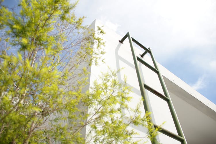 Green Leafed Tree Beside Ladder