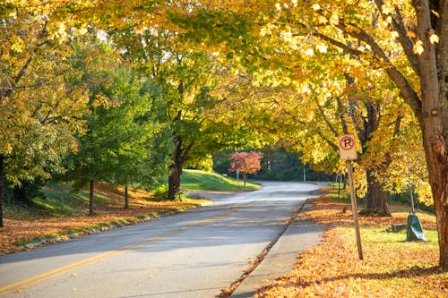 Concrete Road between Autumn Trees