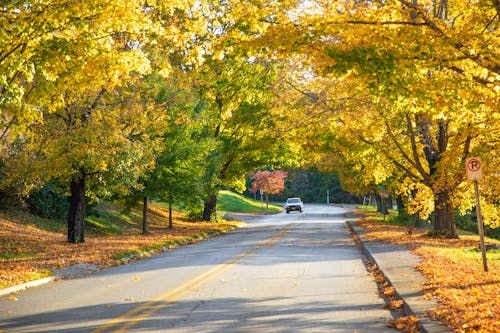 Photos gratuites de arbres, couleurs automnales, feuilles en automne