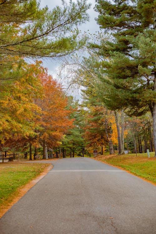 Photos gratuites de arbres, couleurs automnales, feuilles d'orange