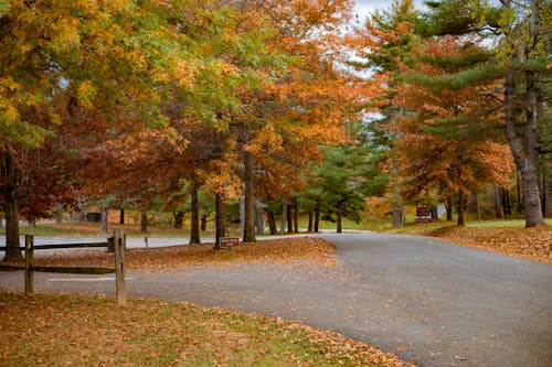 Безкоштовне стокове фото на тему «дерева, дорога, жовті листя»