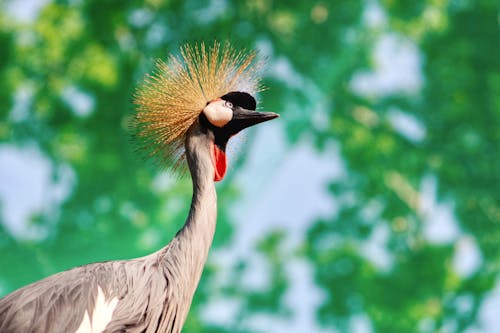 깃털, 로우앵글 샷, 목의 무료 스톡 사진