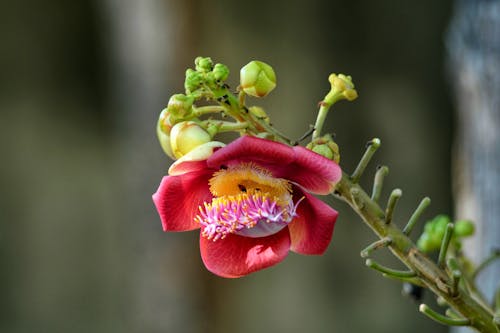 Darmowe zdjęcie z galerii z egzotyczny, flora, kwiat