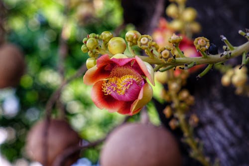 꽃봉오리, 성장, 셀렉티브 포커스의 무료 스톡 사진