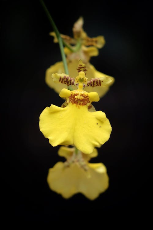 Ilmainen kuvapankkikuva tunnisteilla keltaiset kukat, kukinta, kukka-valokuvaus