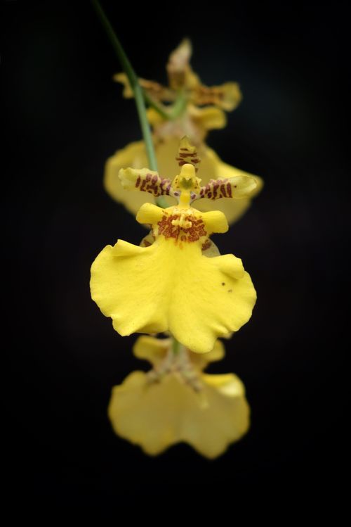 Free Close-up of a vivid yellow orchid with a black background, highlighting intricate details. Stock Photo