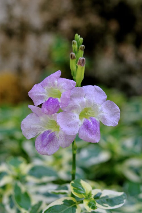 Gratis arkivbilde med asystasia gangetica, blomster, blomstre