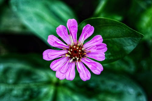 Fotos de stock gratuitas de de cerca, flor lila, flora