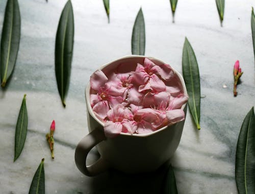 Free Pink Flowers on White Ceramic Mug Stock Photo