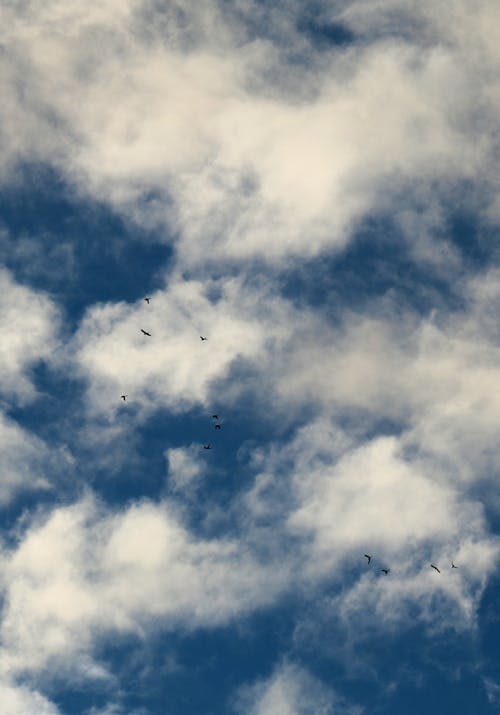 Free Flock of Birds Flying Under White Clouds Stock Photo