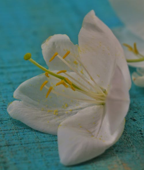 Free Close-up of a White Flower Stock Photo