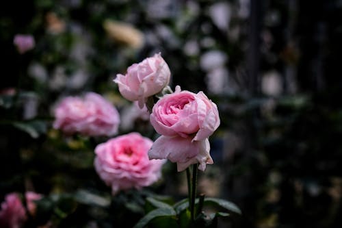 Pink Roses in Bloom