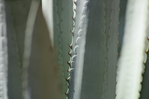 Close Up Photo Of Cactus Plant