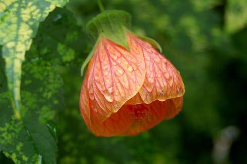 Bunga Abutilon Oranye Dalam Fotografi Close Up