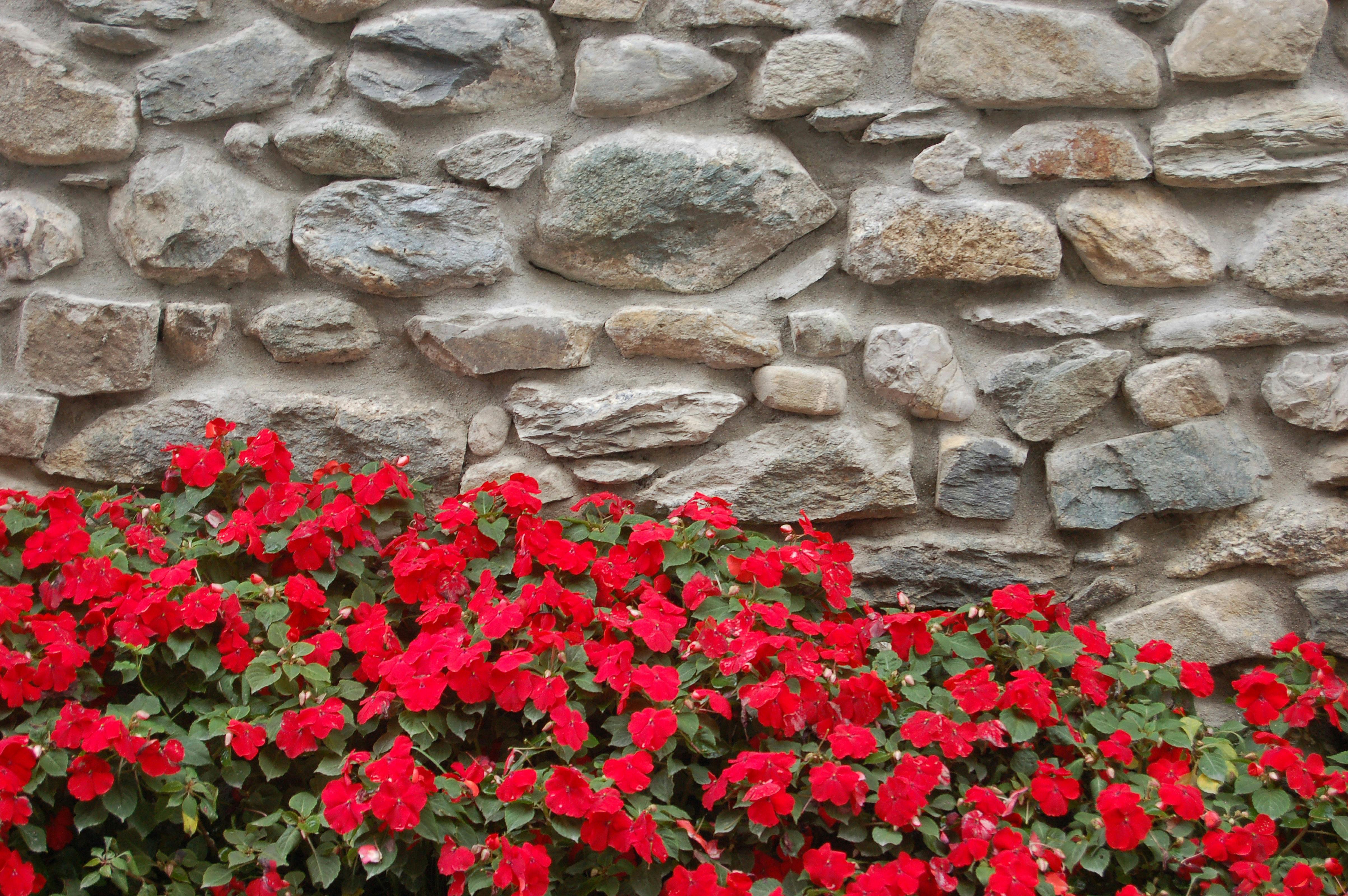 Free stock photo of Flore, flowers, stone