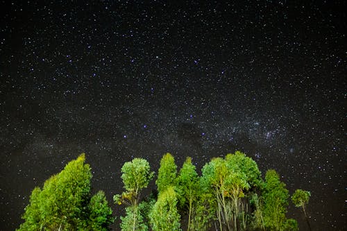 Free Green Leafy Trees during Milkway Stock Photo